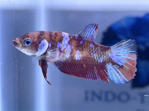 how to buy betta fish from thailand|Premium Betta Fish.